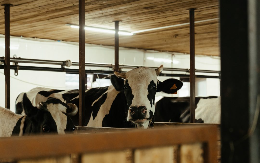 Ayudas públicas para los productores de leche en respuesta a las consecuencias económicas de la invasión de Ucrania