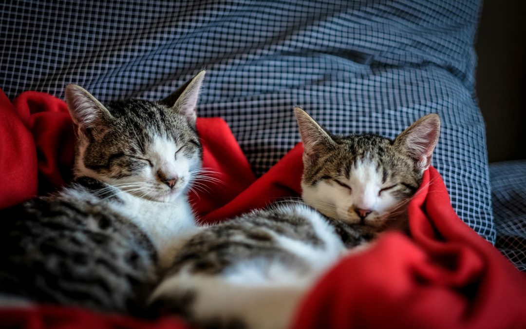 ¿Cuándo puede introducirse como pretensión del proceso de divorcio la determinación de las cargas derivadas de los animales de compañía?