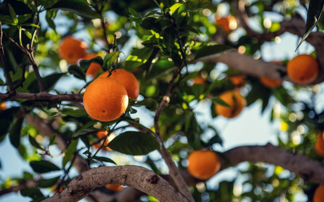 Orden de módulos para 2025: Línea continuista a pesar de su adaptación a la coyuntura derivada de la DANA y del apoyo fiscal a los alimentos de primera necesidad