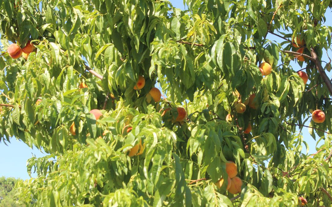 Las campañas agrarias y agroalimentarias son circunstancias de la producción ocasionales que permiten la utilización del contrato de duración determinada