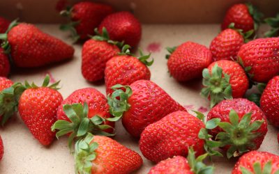 Nuevas obligaciones para las empresas dedicadas a la alimentación y la restauración en prevención de las pérdidas y el desperdicio alimentario
