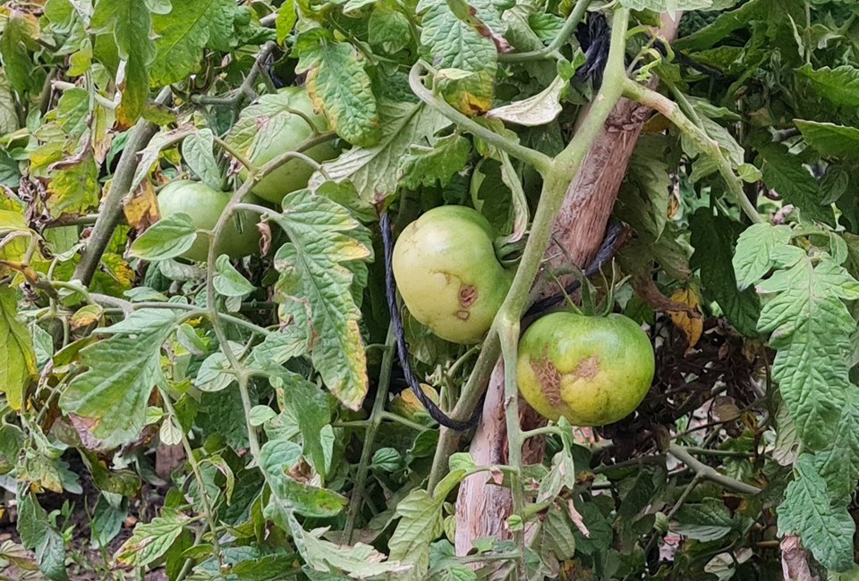Aprobada la reducción de los índices de rendimiento neto aplicables a las actividades agrícolas y ganaderas por circunstancias excepcionales para 2025